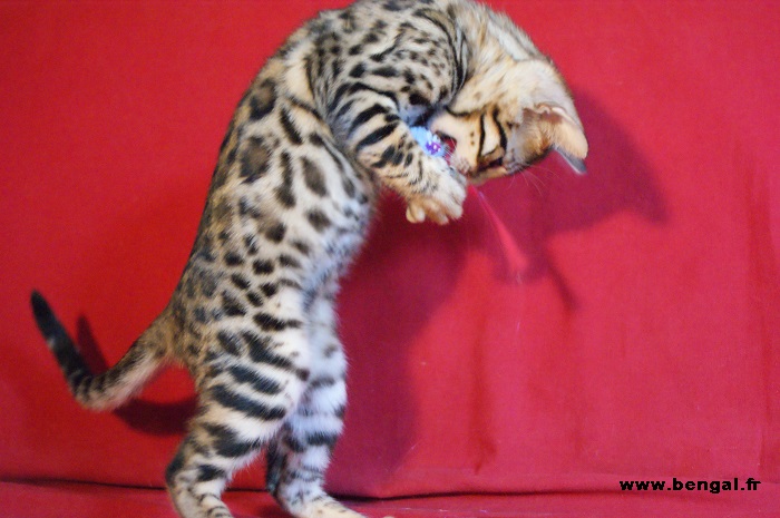 BENGAL BROWN à rosettes